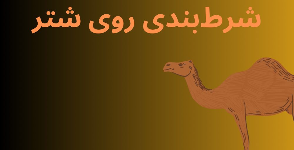 شرط بندی روی شتر