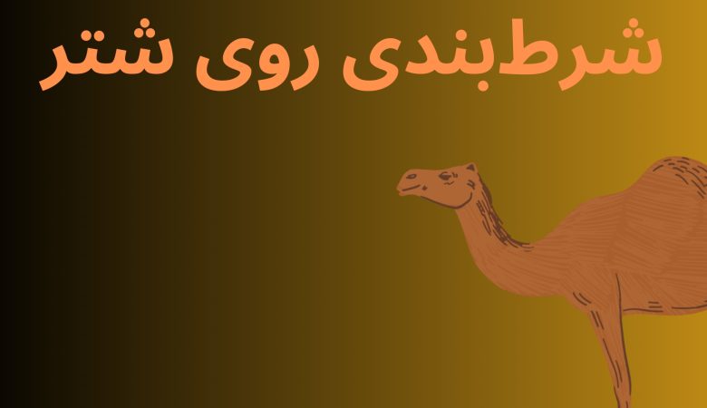 شرط بندی روی شتر